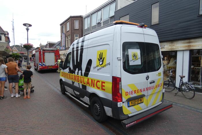 Kitten kiest het hazenpad bij reddingspoging