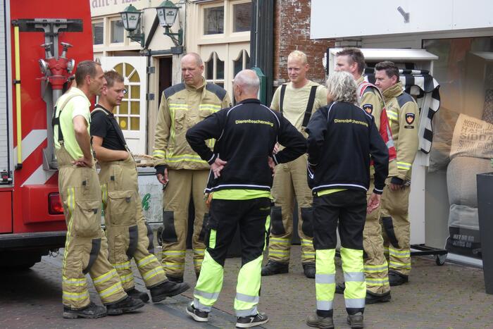 Kitten kiest het hazenpad bij reddingspoging