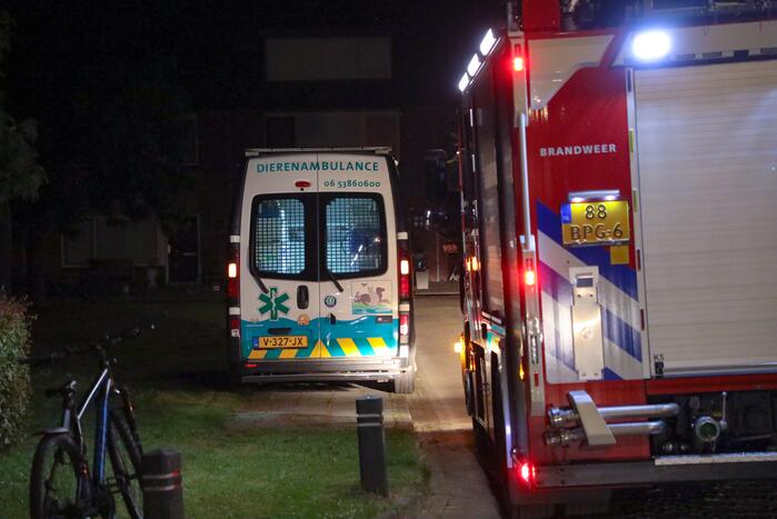 Brandweer bevrijdt bekneld zittende vogel