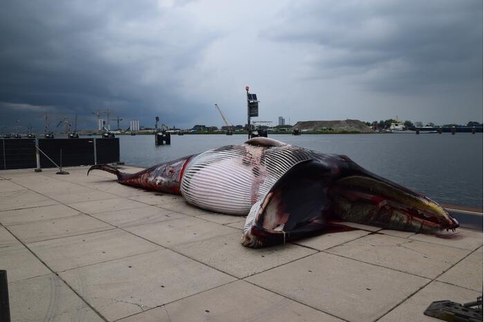 Aangetroffen dode vinvis trekt veel bekijks