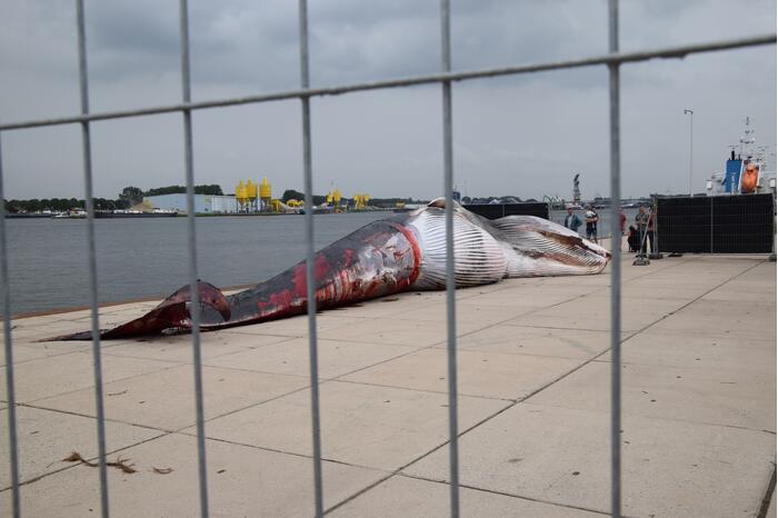 Aangetroffen dode vinvis trekt veel bekijks