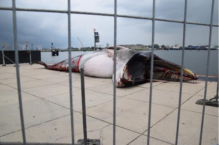 Aangetroffen dode vinvis trekt veel bekijks