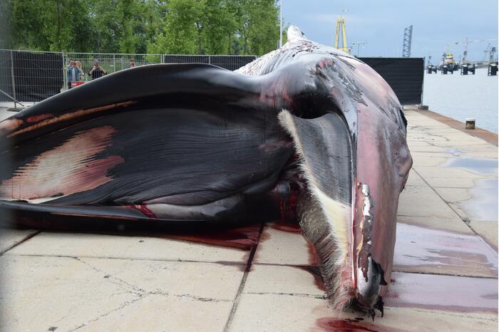 Aangetroffen dode vinvis trekt veel bekijks