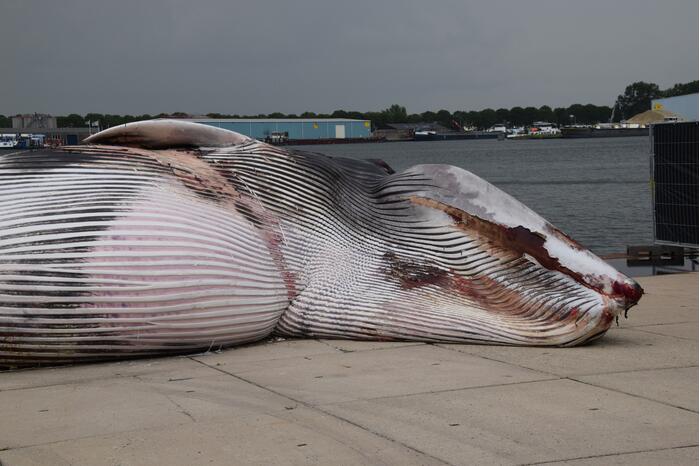 Aangetroffen dode vinvis trekt veel bekijks