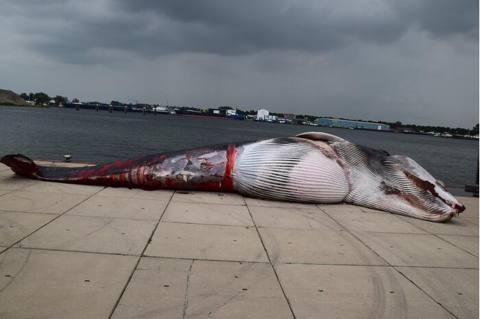 Aangetroffen dode vinvis trekt veel bekijks