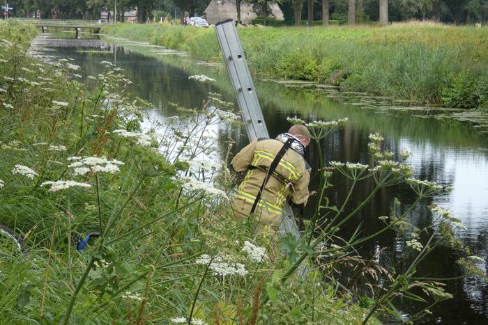 Brandweer redt hert uit water