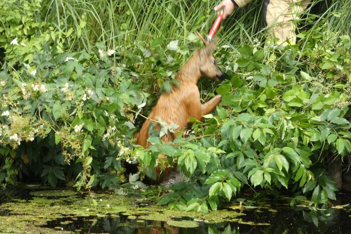 Brandweer redt hert uit water
