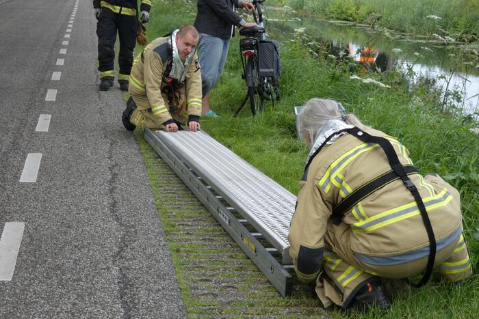 Brandweer redt hert uit water