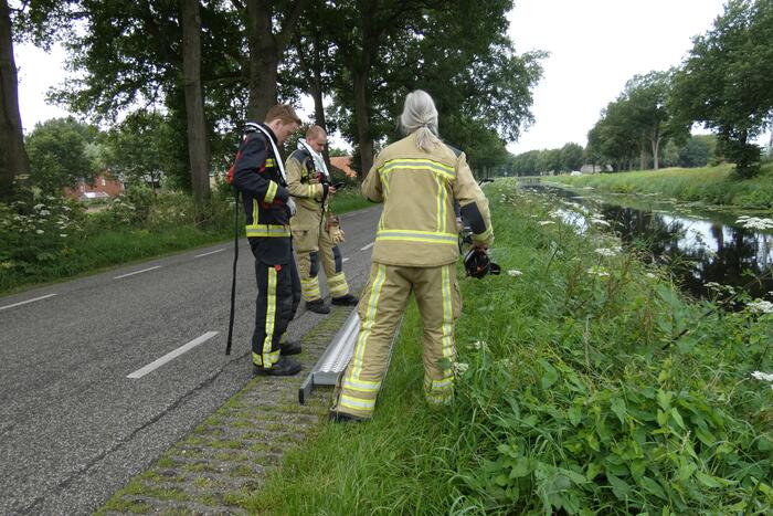 Brandweer redt hert uit water