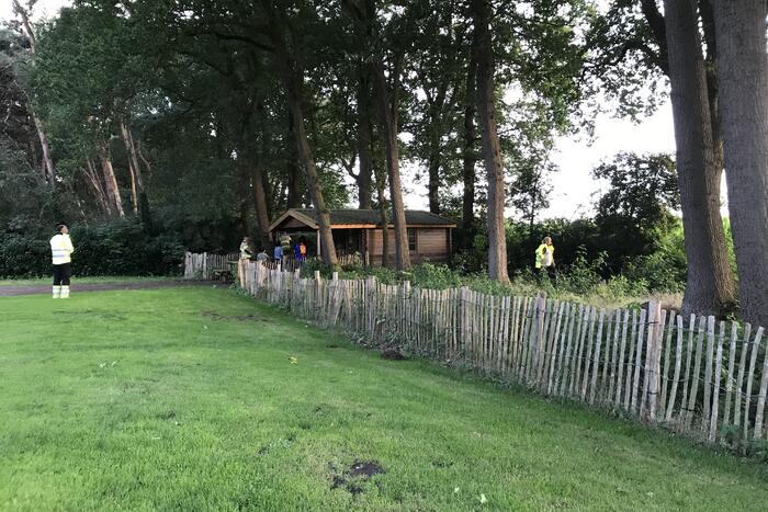 Kitten vast in de boom