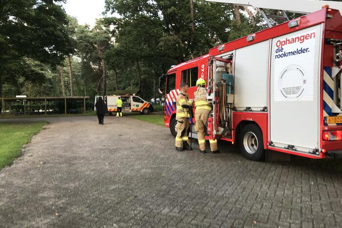 Kitten vast in de boom