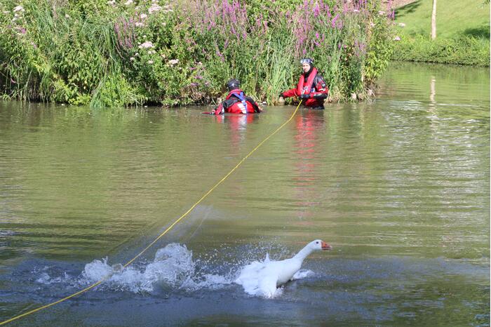 Gans slaat op de vlucht bij reddingspoging