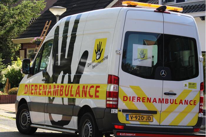 Gans slaat op de vlucht bij reddingspoging