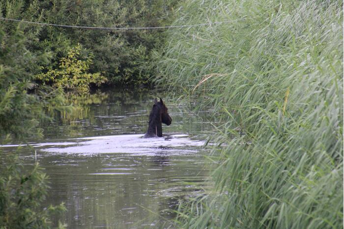 Brandweerlieden halen paard uit het water