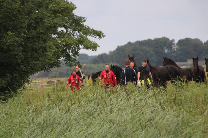 Brandweerlieden halen paard uit het water