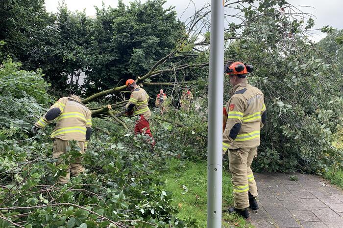 Brandweer zaagt omgevallen boom in stukken