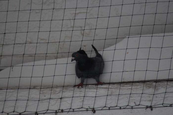 Duif vast achter net in Nobelpoort