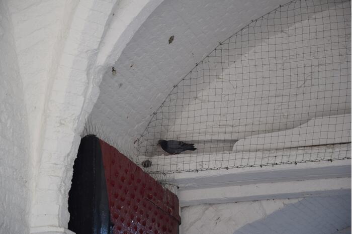 Duif vast achter net in Nobelpoort