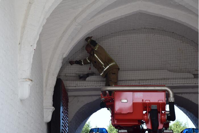 Duif vast achter net in Nobelpoort