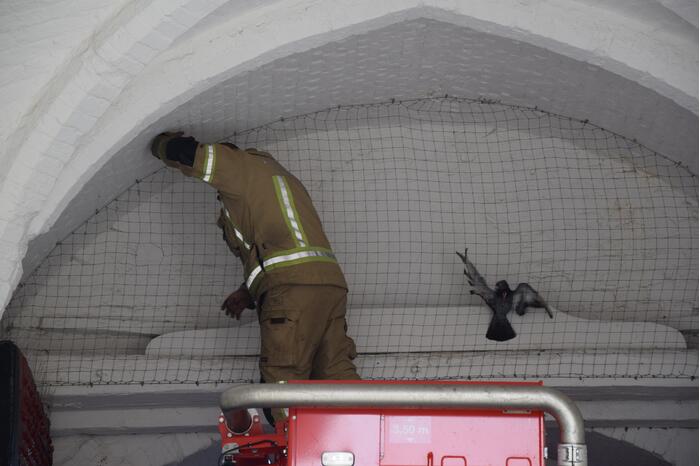 Duif vast achter net in Nobelpoort