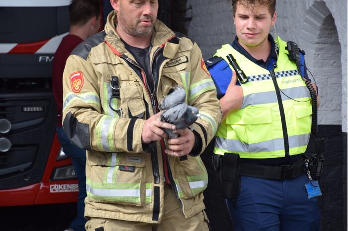 Duif vast achter net in Nobelpoort