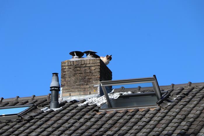 Siamese kat zit vast op schoorsteen van woning