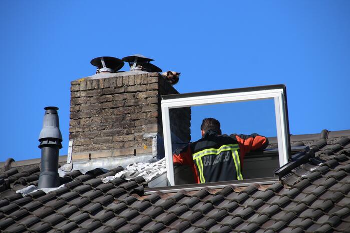 Siamese kat zit vast op schoorsteen van woning