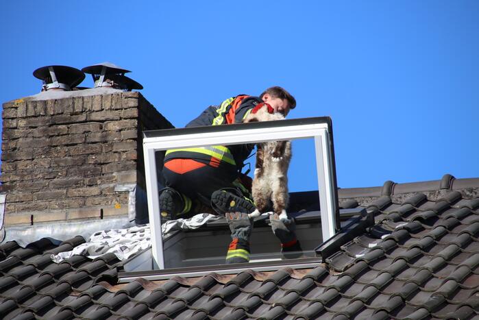 Siamese kat zit vast op schoorsteen van woning