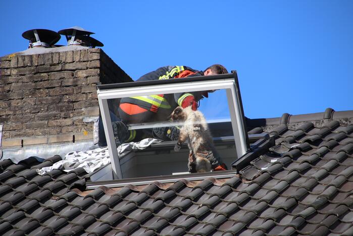 Siamese kat zit vast op schoorsteen van woning