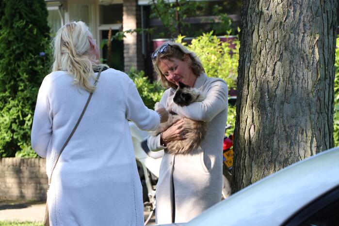 Siamese kat zit vast op schoorsteen van woning