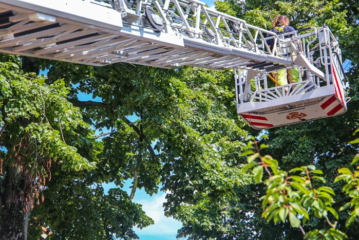 Brandweer verwijdert gevaarlijk hangende takken