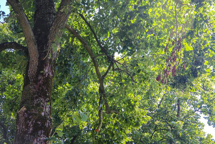 Brandweer verwijdert gevaarlijk hangende takken