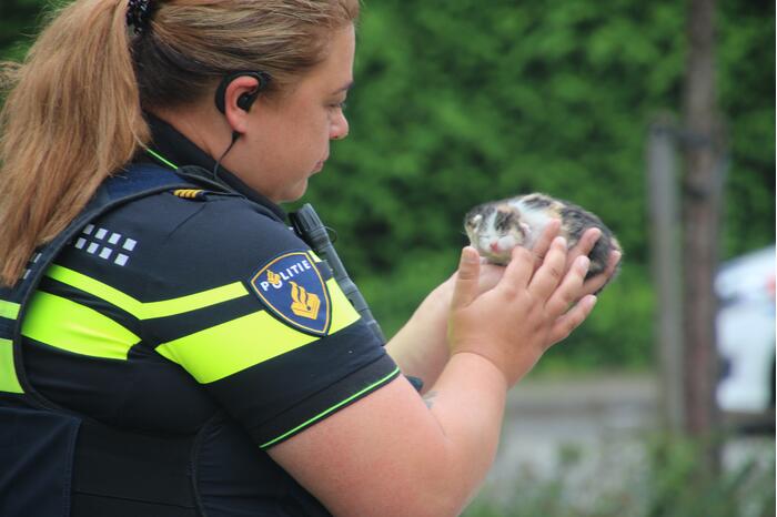 Huisdieren gered bij flinke brand in flatgebouw