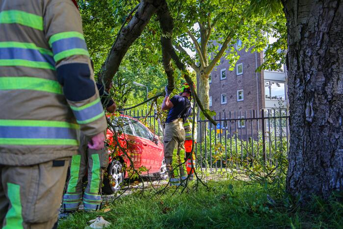 Grote tak breekt af en beschadigt personenwagen