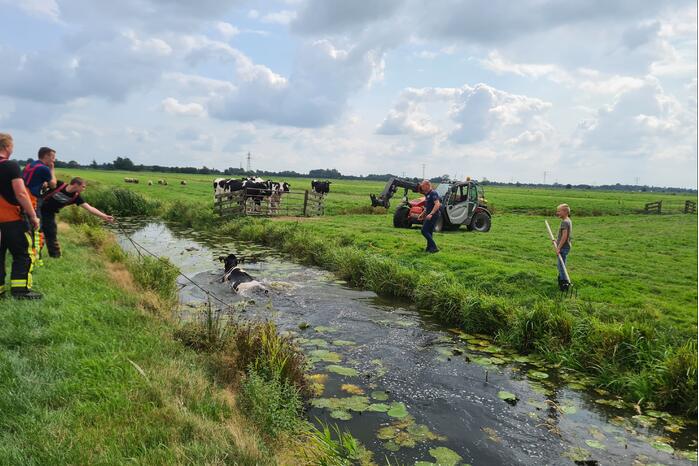 Brandweer bevrijdt koe uit sloot