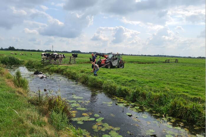 Brandweer bevrijdt koe uit sloot