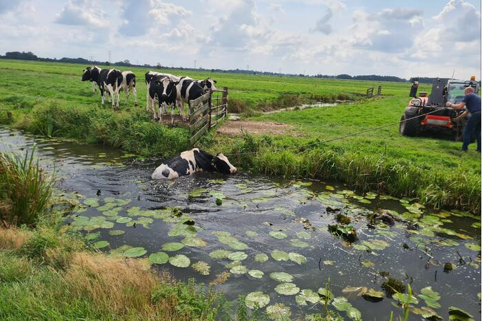 Brandweer bevrijdt koe uit sloot