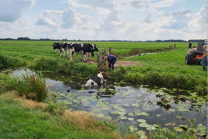 Brandweer bevrijdt koe uit sloot