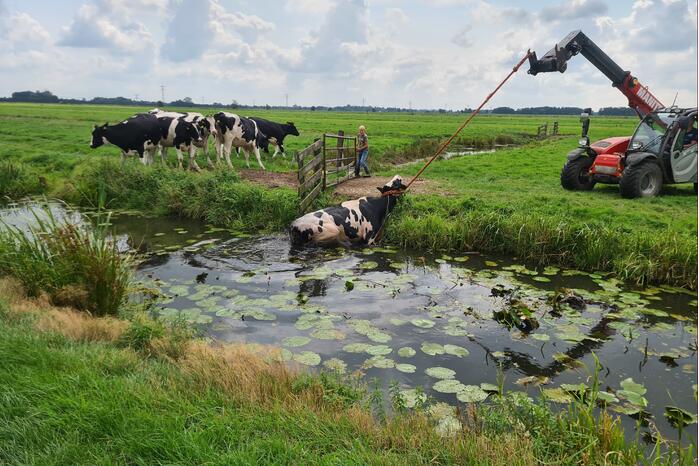 Brandweer bevrijdt koe uit sloot