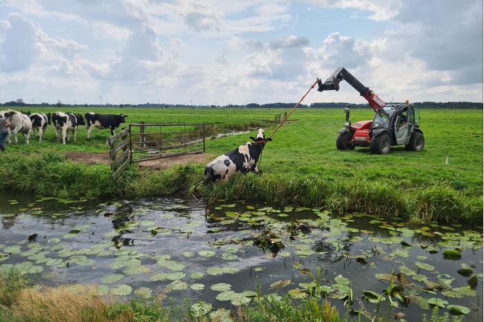 Brandweer bevrijdt koe uit sloot