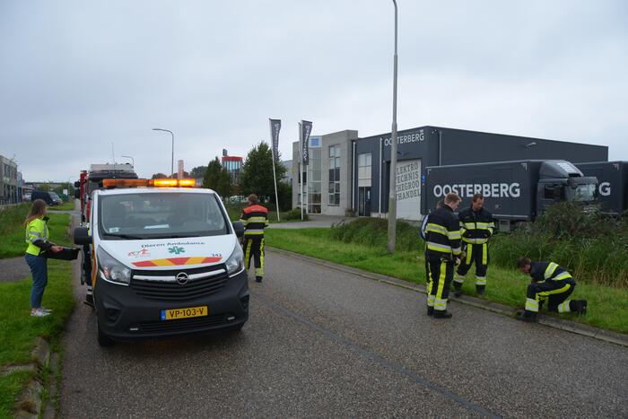 Meerkoet overleden door val in put