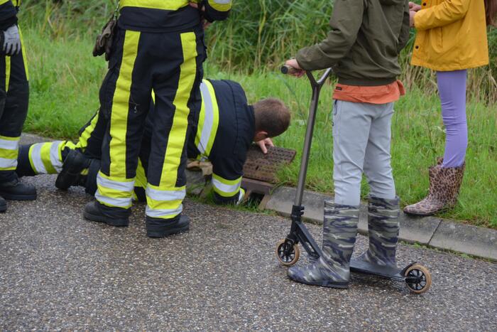 Meerkoet overleden door val in put