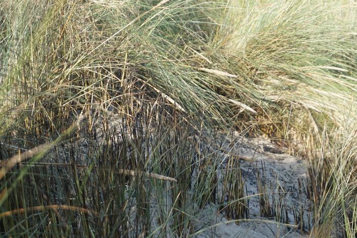 Personen stichten brand in duinen