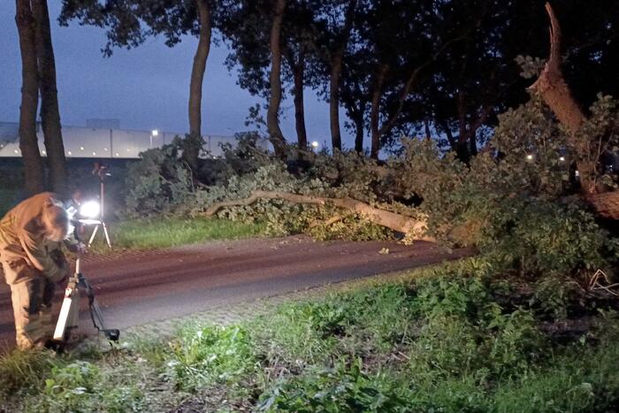 Twee grote bomen vallen op weg