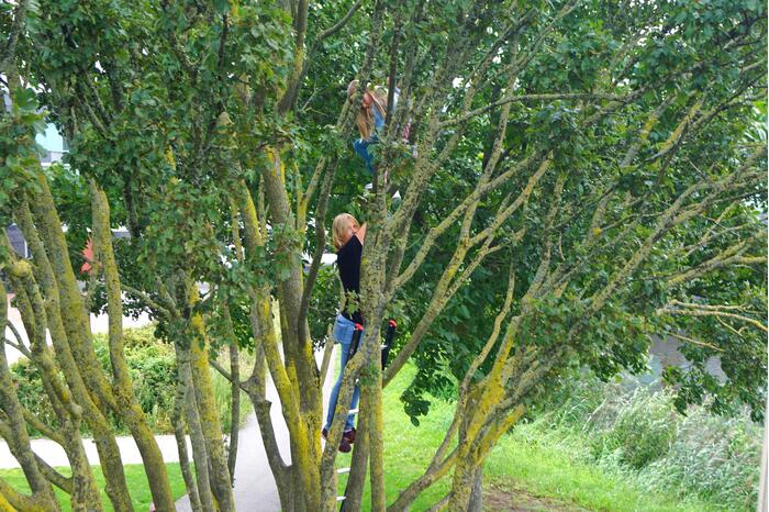 Brandweer haalt kind uit de boom