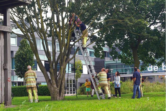 Brandweer haalt kind uit de boom
