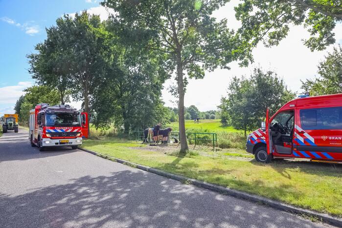 Zwaan vast in rooster in Male Wetering onder wegdek