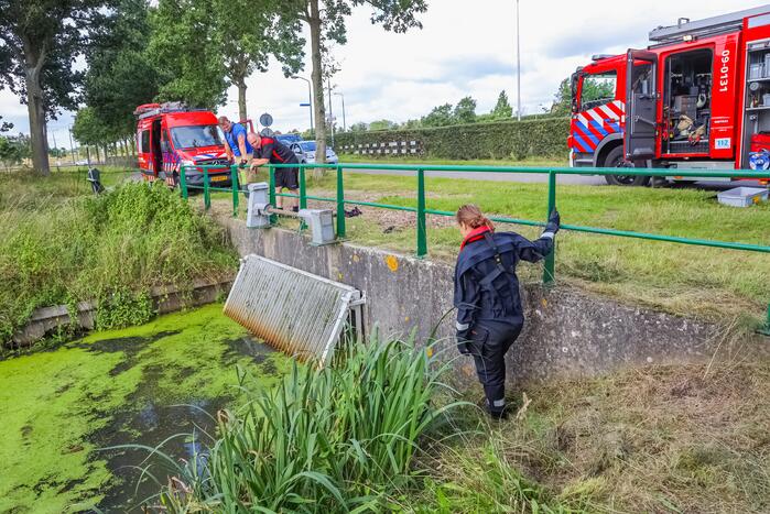 Zwaan vast in rooster in Male Wetering onder wegdek