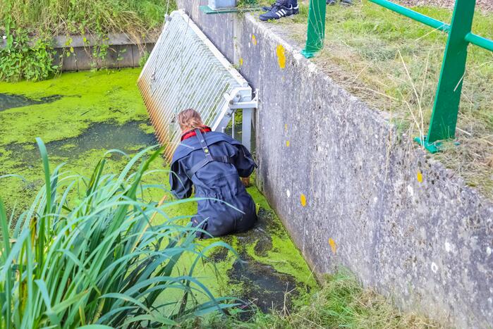 Zwaan vast in rooster in Male Wetering onder wegdek