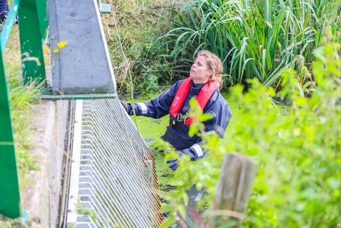 Zwaan vast in rooster in Male Wetering onder wegdek